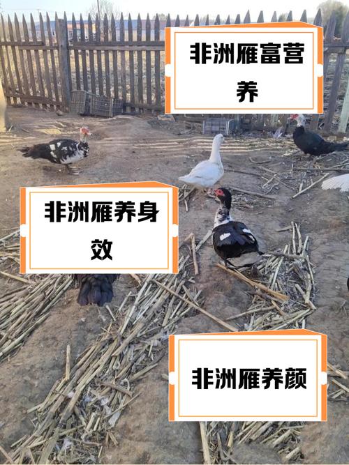 非洲雁的營養與功效