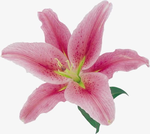 粉色百合花素材圖片免費下載 高清產品實物png 千庫網 圖片編號3259296