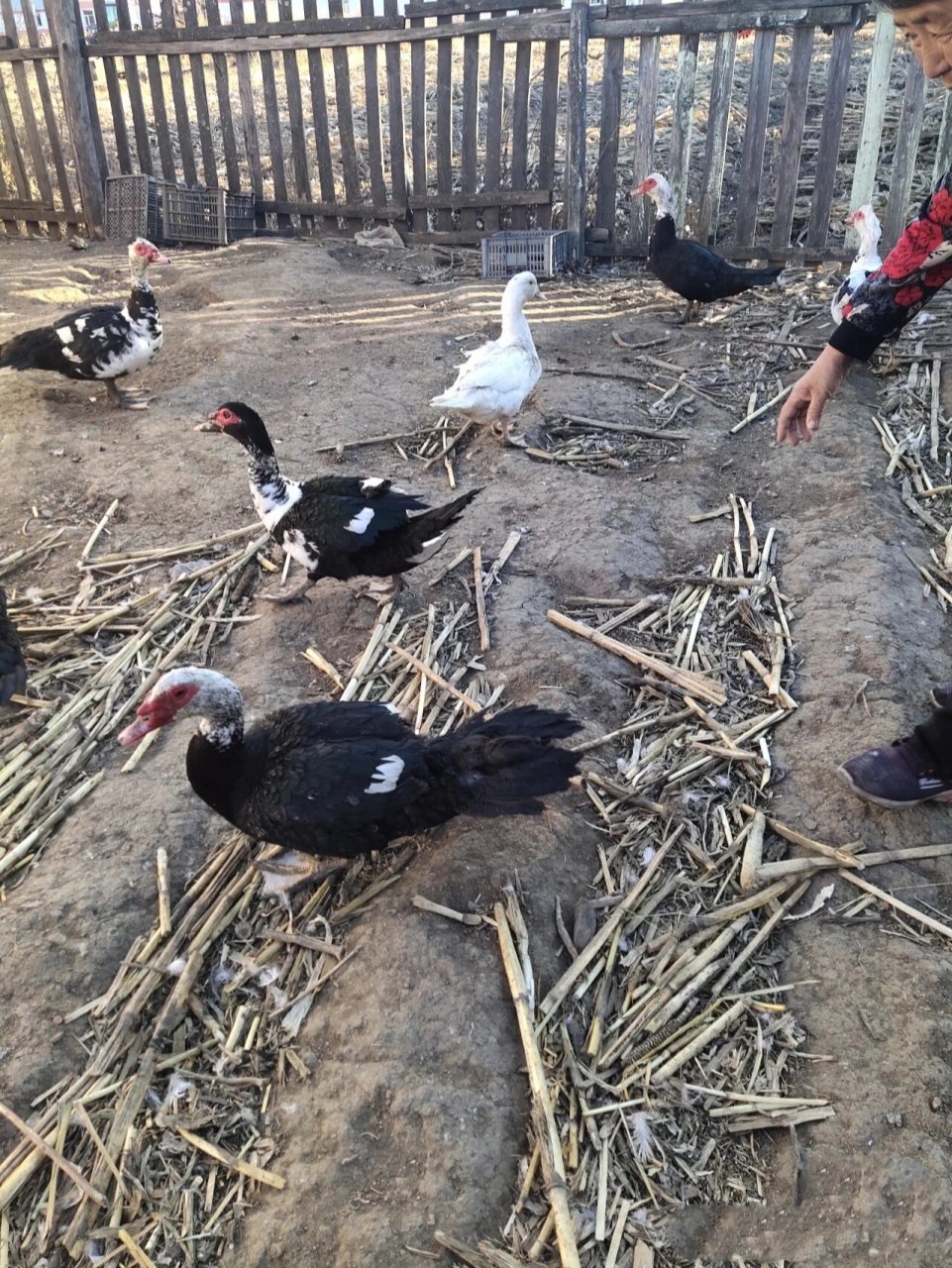番鴨,非洲雁,紅肉雁,似鴨非鴨,似鵝非鵝,肉質細膩,吃起來有