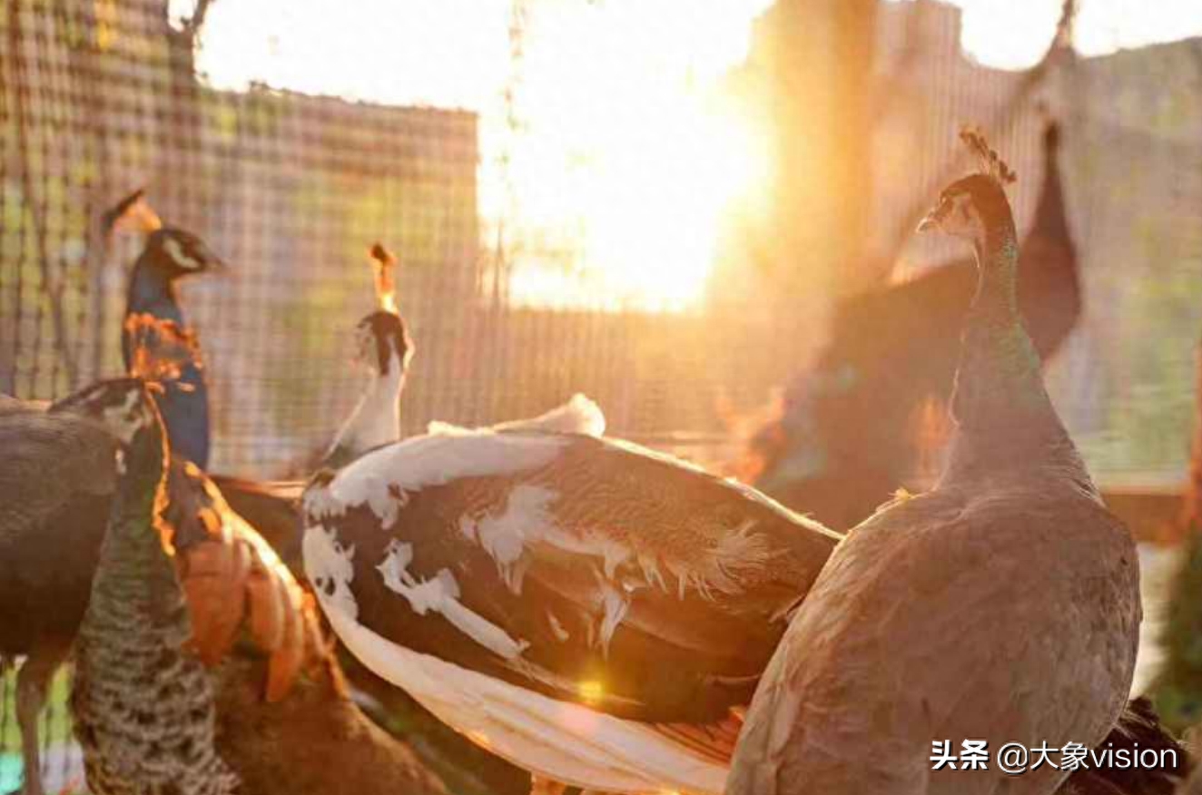 又是別人家的大學(xué),云南藝術(shù)學(xué)院喜提孔雀、黑天鵝、非洲雁
