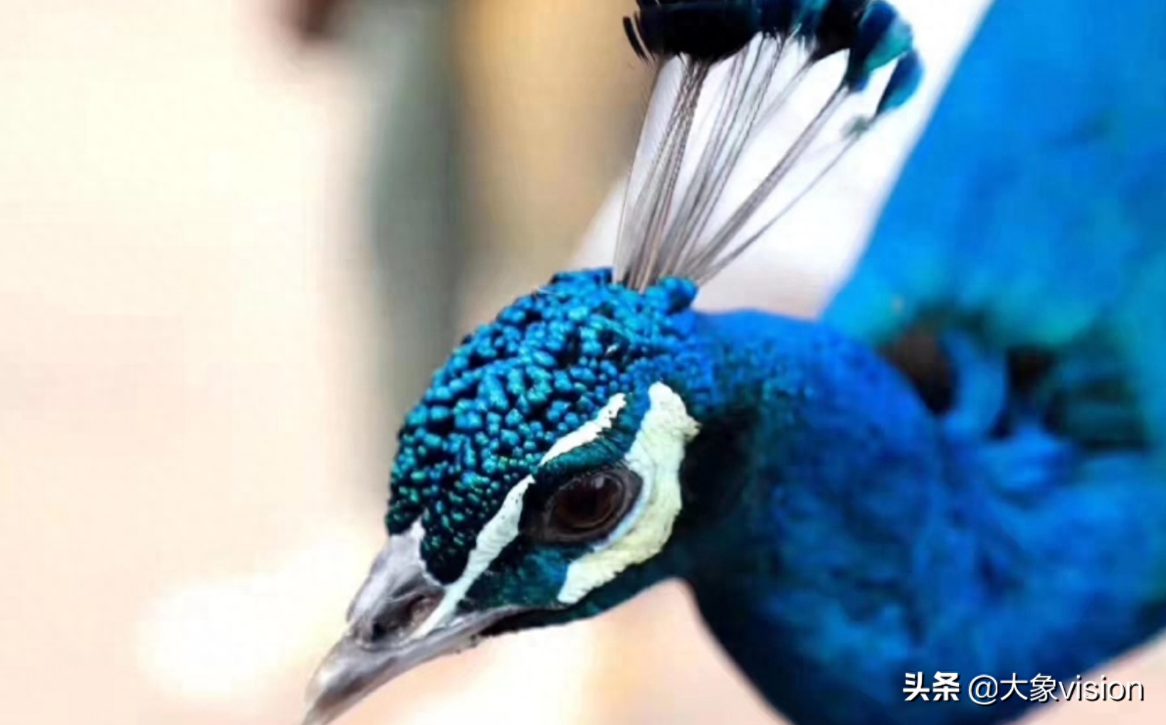 又是別人家的大學(xué),云南藝術(shù)學(xué)院喜提孔雀、黑天鵝、非洲雁