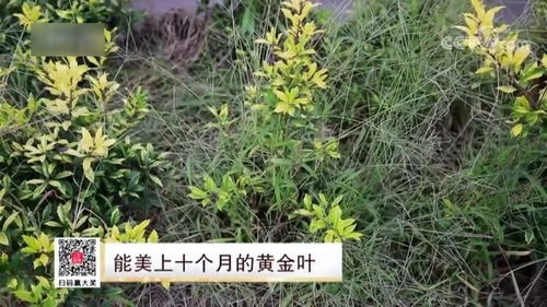 養(yǎng)殖戶為解決苗木周邊雜草,請(qǐng)來非洲雁幫忙,場面過于震撼