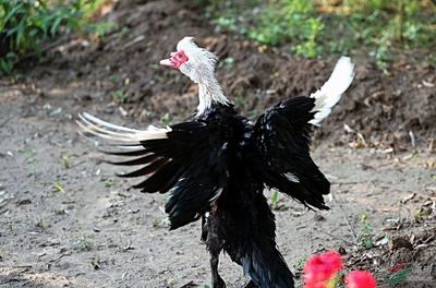 非洲雁 ,鳥網(wǎng)