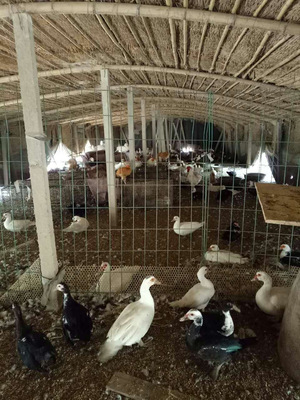 想吃野味的,南樂縣大清非洲雁散養基地歡迎您!