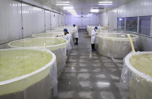 湯崗子村 小酸菜里腌出 幸福味